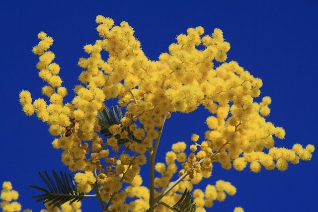 festa della donna a venezia cosa fare - https://pixabay.com/it/photos/mimosa-fiori-primavera-bloom-5072678/